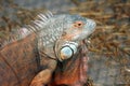 Reddish colored Green iguana Royalty Free Stock Photo