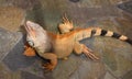 Reddish colored green iguana