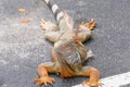 Reddish Colored Green Iguana Royalty Free Stock Photo