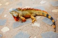 Reddish colored green iguana, Tenerife Royalty Free Stock Photo