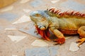 reddish colored green iguana, Tenerife Royalty Free Stock Photo