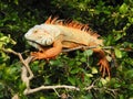 Reddish-colored green iguana (Iguana Iguana) on a branch in Florida Royalty Free Stock Photo