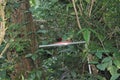 Reddish colored Silver-beaked Tanager, Ramphocelus carbo, south american songbird, perched on twig in rain, waterdrops on feather,