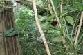 Reddish colored Silver-beaked Tanager, Ramphocelus carbo, south american songbird, perched on twig in rain, waterdrops on feather,