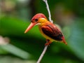 A reddish colourful Kingfisher Royalty Free Stock Photo