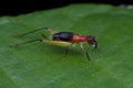 A reddish cricket