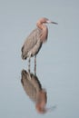 Reddish Egret Royalty Free Stock Photo