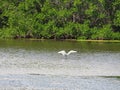 Reddish Egret Bird Royalty Free Stock Photo