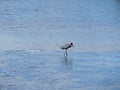 Reddish Egret Bird Royalty Free Stock Photo