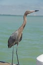 A Reddish Egret stands on a fishing pier. Royalty Free Stock Photo