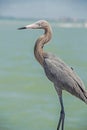 A Reddish Egret stands on a fishing pier. Royalty Free Stock Photo