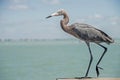 A Reddish Egret stands on a fishing pier. Royalty Free Stock Photo