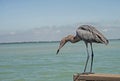 A Reddish Egret stands on a fishing pier. Royalty Free Stock Photo