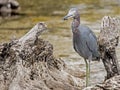 A Reddish Egret catches a crab for dinner. Royalty Free Stock Photo