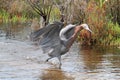 Reddish Egret (Egretta rufescens)