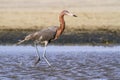 Reddish egret (Egretta rufescens).