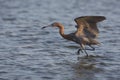 Reddish Egret (Egretta rufescens rufescens) Royalty Free Stock Photo