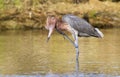 Reddish egret (Egretta rufescens) scratching uts chin.