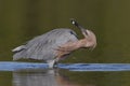 Reddish Egret subduing a small fish - Pinellas County, Florida