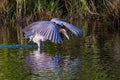 Reddish Egret Fishing