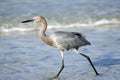 Reddish Egret fishing in the surf Royalty Free Stock Photo