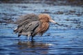 Reddish Egret at Fort De Soto State Park