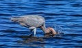 Reddish Egret with Head Dunked at Flower, Merritt Island .National Wildlife Refuge, Florida #2 Royalty Free Stock Photo