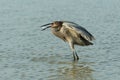 Reddish Egret hunting for food Royalty Free Stock Photo