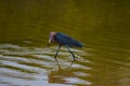 Reddish Egret Hunting in the water Royalty Free Stock Photo
