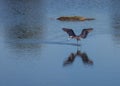 Reddish Egret Looking for Luch Royalty Free Stock Photo