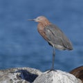 Reddish Egret perched on a rock - Florida Royalty Free Stock Photo