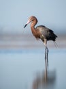 Reddish Egret Portrait Royalty Free Stock Photo