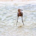 Reddish egret posing on the beach.Fort Myers Beach.Florida.USA Royalty Free Stock Photo