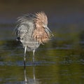 Reddish Egret ruffling its feathers - Pinellas County, Florida