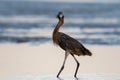 Reddish Egret, San Carlos Bay, Bunche Beach Preserve, Florida Royalty Free Stock Photo