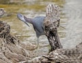 A Reddish Egret is searching for a runaway crab. Royalty Free Stock Photo