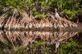 Reddish Egret sitting in Cypress tree roots