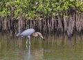 Reddish Egret Stalks Prey Royalty Free Stock Photo