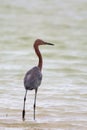 Reddish egret standing on the beach.Fort Myers Beach.Florida.USA Royalty Free Stock Photo