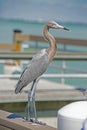 Reddish Egret standing on a pier watching. Royalty Free Stock Photo