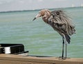 A Reddish Egret stands on a fishing pier. Royalty Free Stock Photo