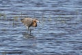 Reddish Egret Wades Wetland Royalty Free Stock Photo