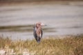 Reddish egret wading bird Egretta rufescens Royalty Free Stock Photo