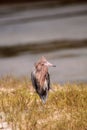 Reddish egret wading bird Egretta rufescens Royalty Free Stock Photo