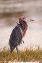 Reddish egret wading bird Egretta rufescens Royalty Free Stock Photo