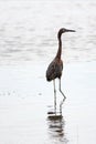 Reddish Egret wading in brackish waters of nature preserve lagoon in San Jose del Cabo in Baja California Mexico Royalty Free Stock Photo