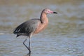 Reddish Egret Wading in Shallow Water