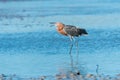 Reddish Egret walking feeding Royalty Free Stock Photo