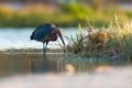 Reddish Egret hunting in the shallows