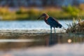 Reddish Egret hunting in the shallows Royalty Free Stock Photo